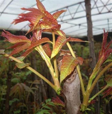 香椿树的种植|农民种香椿，掌握好香椿的种植方法，每亩收益5